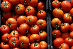 Tomato harvest in Bushehr
