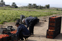 خرید توافقی ۱۰۰ هزارتن گوجه فرنگی در فارس