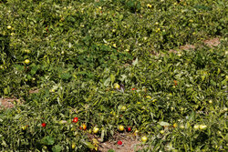 مبارزه بیولوژیک علیه آفات در مزارع گوجه‌فرنگی بروجرد انجام شد