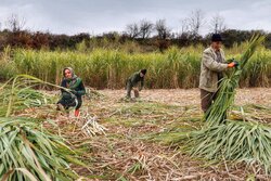 From sugar canes to brown sugar in Iran