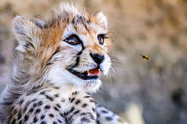 Iranian cheetah cub 'Pirouz' dies in veterinary hospital