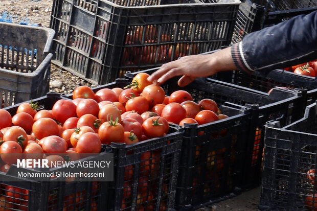 افزایش برداشت ‌گوجه‌فرنگی در کشور/ کاهش قیمت به‌زودی