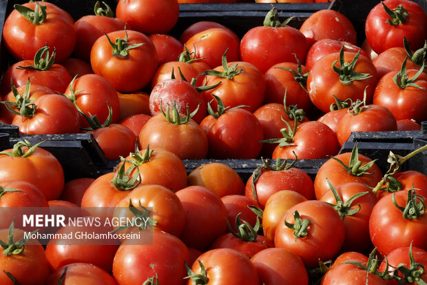 کاهش ۵۰ درصدی سطح کشت گوجه فرنگی در فضای آزاد در آذربایجان شرقی