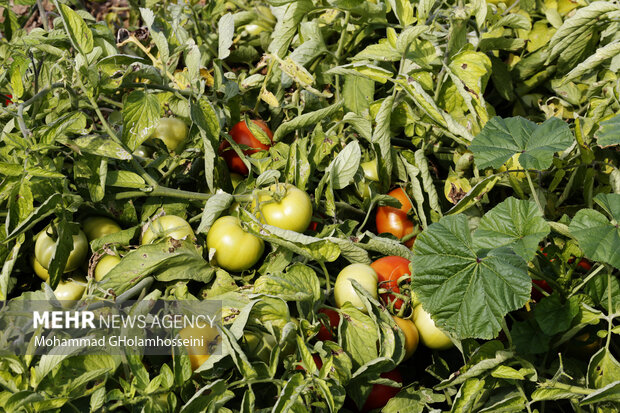 برداشت گوجه‌فرنگی در استان بوشهر