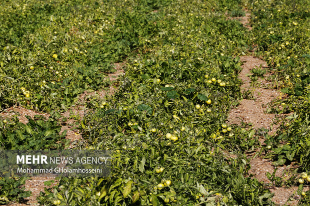 برداشت گوجه‌فرنگی در استان بوشهر