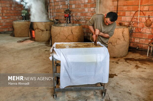 برداشت و تولید شکر قهوه‌ای (شکر سرخ) در روستای ریکنده قایمشهر در حال انجام است.