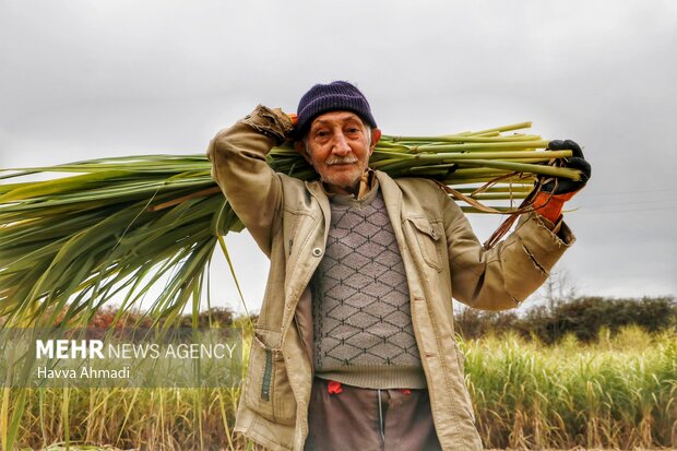 کام شیرین زمستانه با شکر سرخ 10