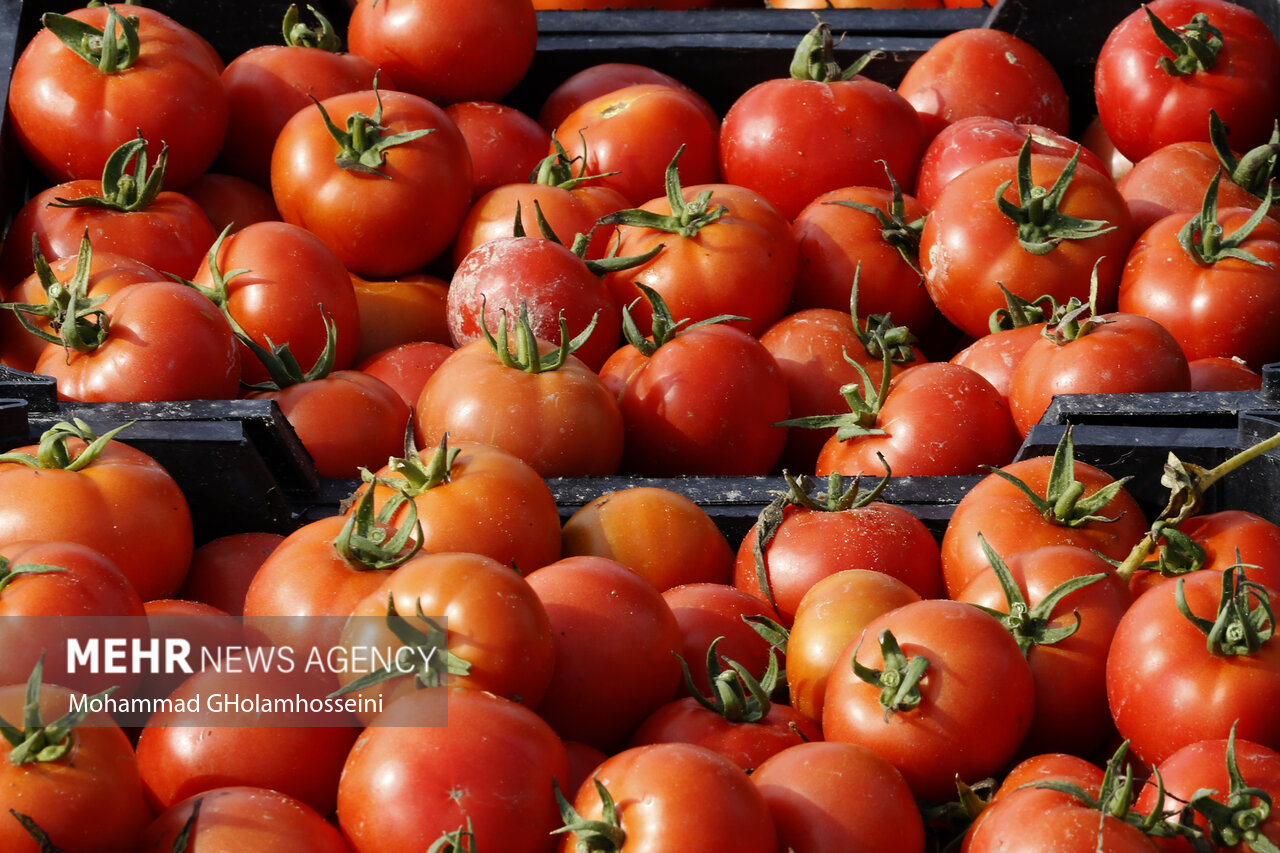پیش بینی برداشت ۱۳ هزار تن گوجه فرنگی از مزارع سرپل ذهاب