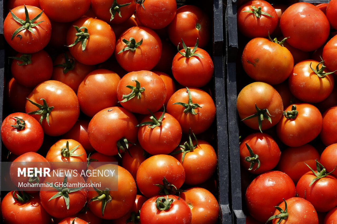 اختصاص بیش از ۱۰ هزار هکتار از اراضی فارس به کشت گوجه فرنگی