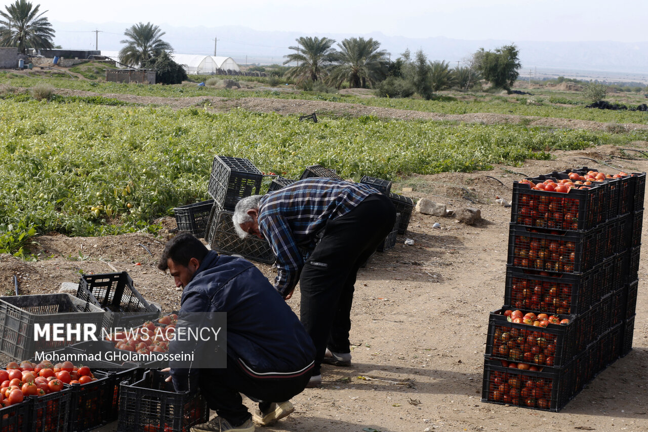 خرید توافقی ۱۰۰ هزارتن گوجه فرنگی در فارس