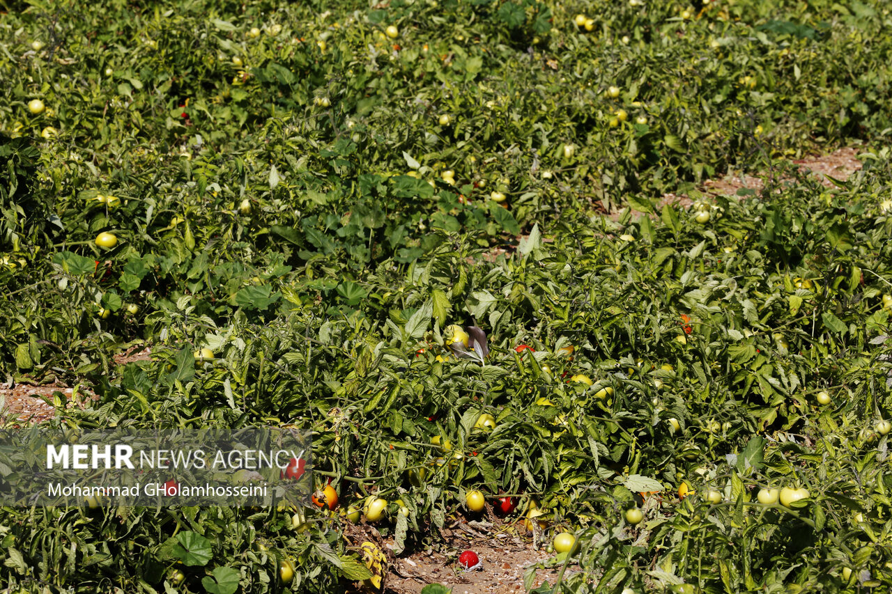 مبارزه بیولوژیک علیه آفات در مزارع گوجه‌فرنگی بروجرد انجام شد