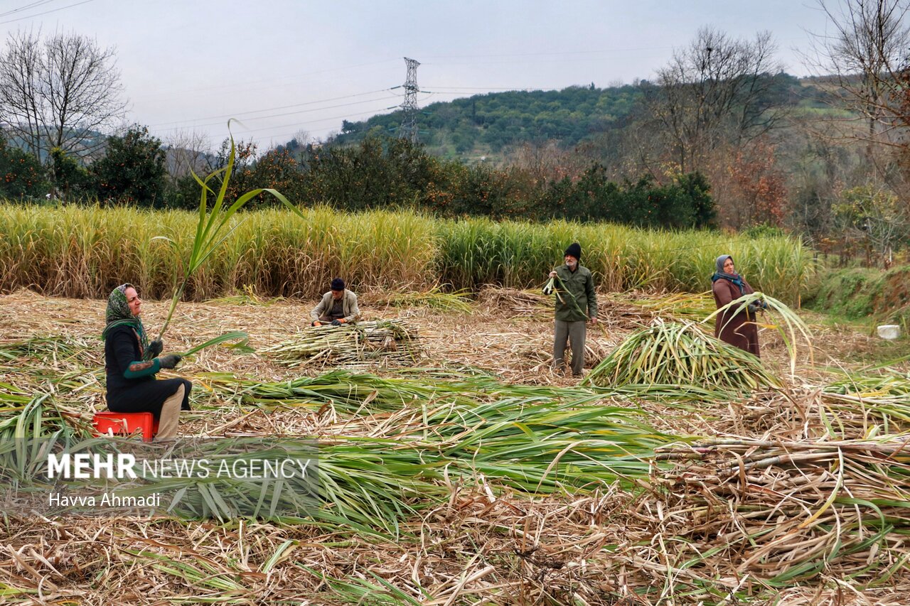 نی هایی که کام ایران را شیرین کرد/ مازندران قطب شکر سرخ