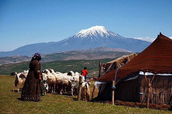 ۲۵ درصد گوشت دام سبک را عشایر تولید می کنند