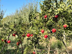 Pomegranate