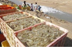 Hormozgan Province exports $138 mn worth of aquatic animals