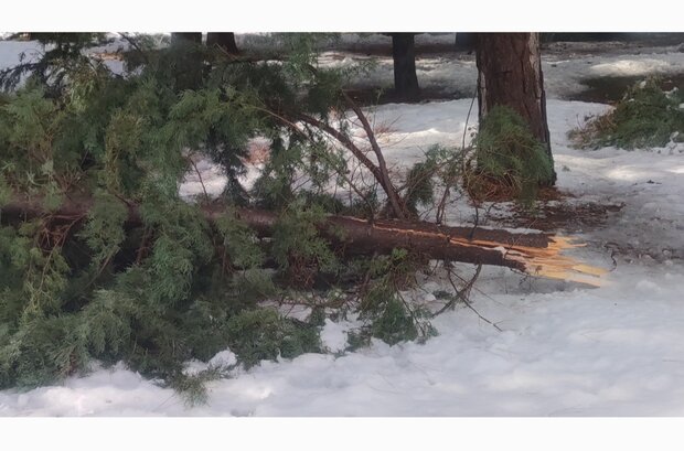 بارش برف موجب سقوط دهها درخت در شهر یاسوج شد