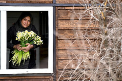 Time to enjoy beauty of daffodils in Iran