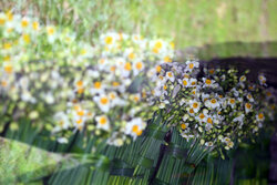 ۱۶ میلیون شاخه گل نرگس در جویبار تولید می شود/ برپایی جشنواره