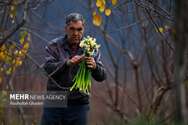 برداشت گل نرگس در آزادشهر