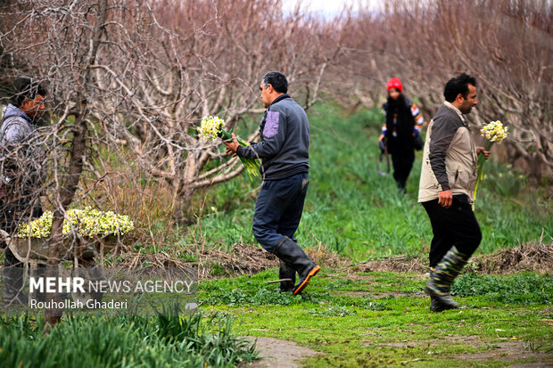 نرگس ها پرپر می شود/ صنایع تبدیلی نیاز گُلکاران