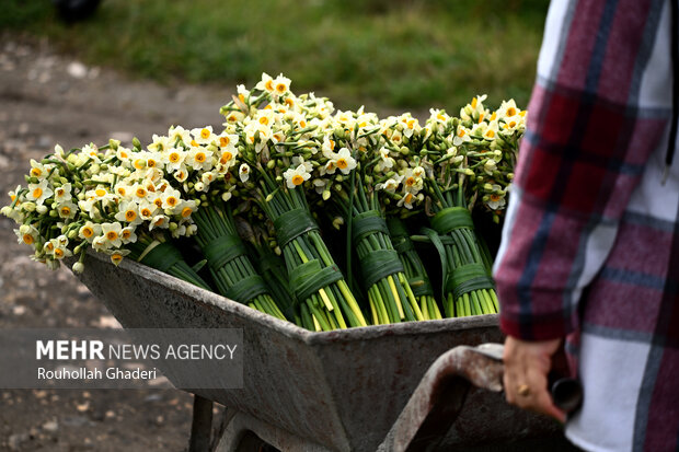 نرگس ها پرپر می شود/ صنایع تبدیلی نیاز گُلکاران