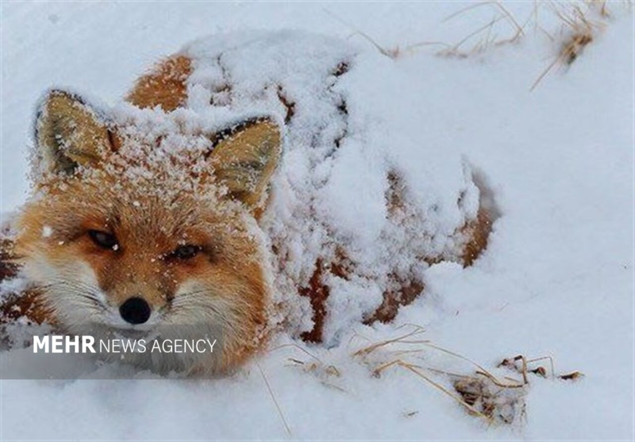 علوفهرسانی به حیات وحش اصفهان در روزهای برفی 3