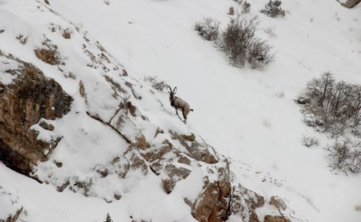 علوفهرسانی به حیات وحش اصفهان در روزهای برفی 2