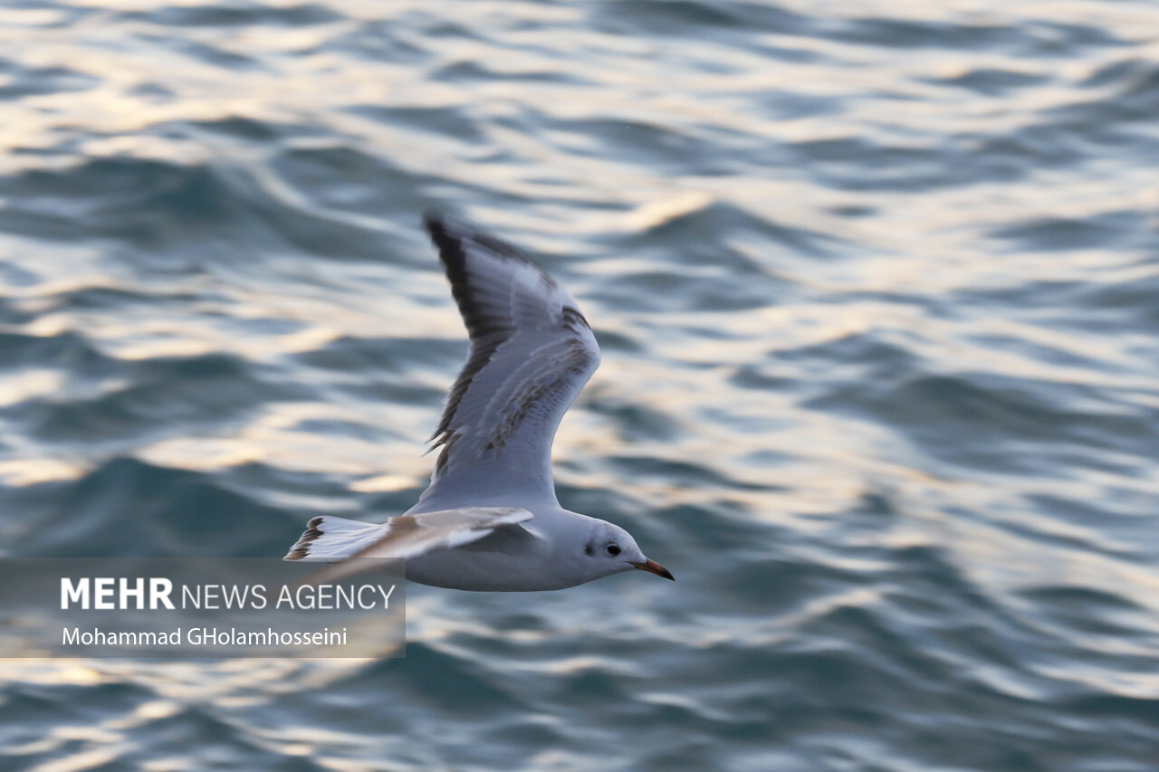 حلقههای مفقوده گردشگری ساحلی/زمرد ایران معطل ۲۵میلیارد تومان است