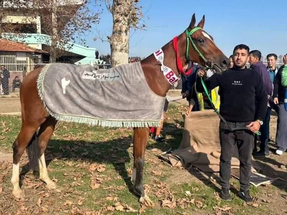 کسب مقام سومی اسب بجنوردی در مسابقات  گنبد کاووس