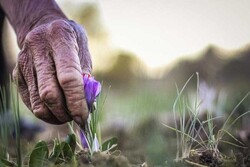 خبر خوش برای زعفران کاران/۳۰ درصد طلب کشاورزان هفته جاری پرداخت می شود