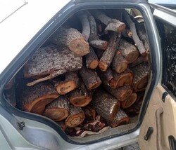 مقابله با قطع درختان جنگلی در کهگیلویه/ محموله چوب قاچاق توقیف شد