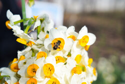 عطر گل نرگس در جویبار می پیچد/ برپایی جشنواره فرهنگی- اقتصادی