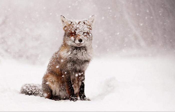 حیات وحش چشم انتظار مهربانی/ در روزگار سرما یاور جانوران باشیم 