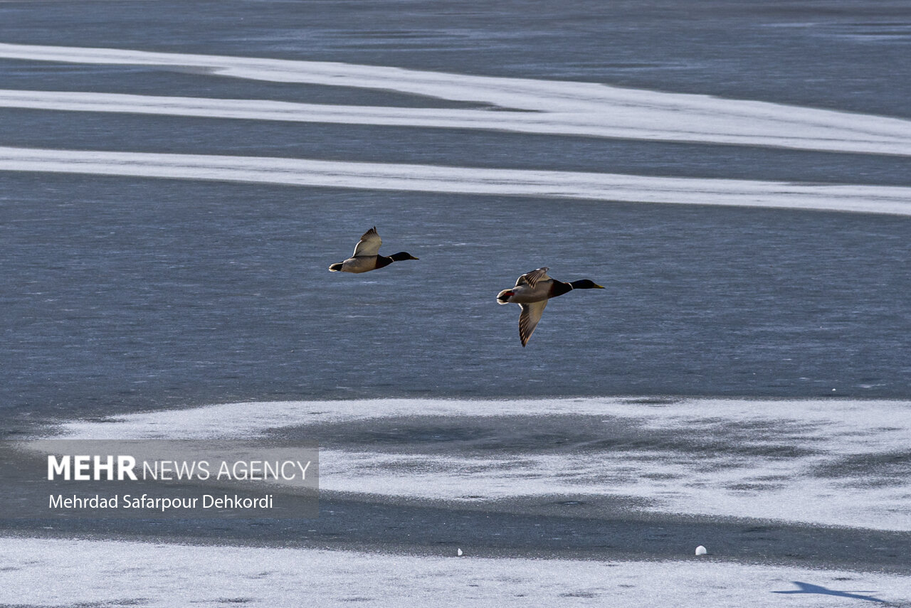 آمادهباش گیلان برای بحران برف؛ ورود و خروج مسدود شد