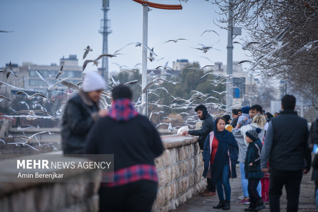 مرغان دریایی میهمان زمستانی <a href='https://sayeb.ir/tag/%d8%b4%db%8c%d8%b1%d8%a7%d8%b2'>شیراز</a>