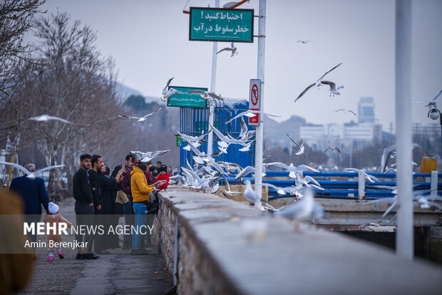 مرغان دریایی میهمان زمستانی <a href='https://sayeb.ir/tag/%d8%b4%db%8c%d8%b1%d8%a7%d8%b2'>شیراز</a>