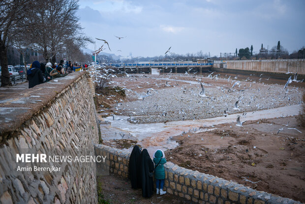 مرغان دریایی میهمان زمستانی <a href='https://sayeb.ir/tag/%d8%b4%db%8c%d8%b1%d8%a7%d8%b2'>شیراز</a>