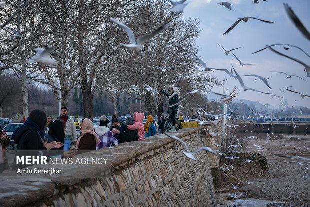 مرغان دریایی میهمان زمستانی شیراز