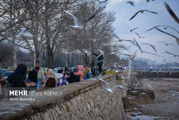 مرغان دریایی میهمان زمستانی <a href='https://sayeb.ir/tag/%d8%b4%db%8c%d8%b1%d8%a7%d8%b2'>شیراز</a>