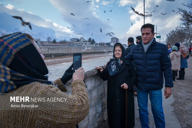 مرغان دریایی میهمان زمستانی شیراز