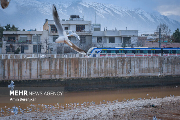 مرغان دریایی میهمان زمستانی <a href='https://sayeb.ir/tag/%d8%b4%db%8c%d8%b1%d8%a7%d8%b2'>شیراز</a>