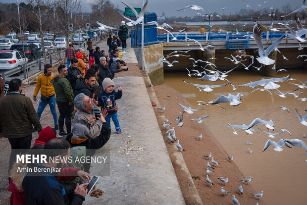 مرغان دریایی میهمان زمستانی <a href='https://sayeb.ir/tag/%d8%b4%db%8c%d8%b1%d8%a7%d8%b2'>شیراز</a>