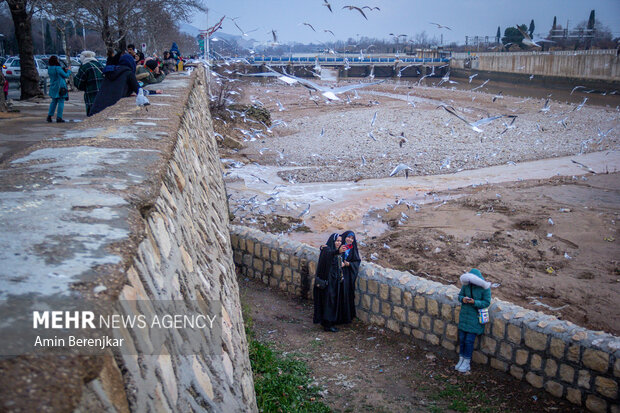 مرغان دریایی میهمان زمستانی <a href='https://sayeb.ir/tag/%d8%b4%db%8c%d8%b1%d8%a7%d8%b2'>شیراز</a>