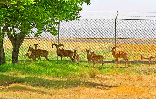 کورسوی امید آهوان دشت سهرین برای تداوم نسل