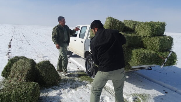کورسوی امید آهوان دشت سهرین برای تداوم نسل