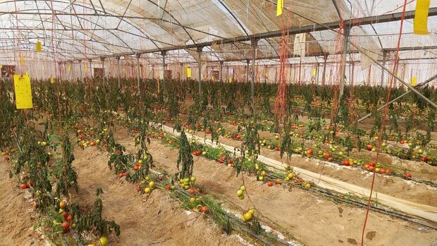 اقتصاد کشاورزی در کویر یخ زد /سرما چاشنی مصائب گلخانه داران اقتصاد کشاورزی در کویر یخ زد /سرما چاشنی مصائب گلخانه داران