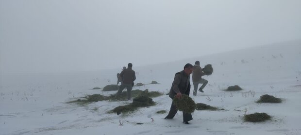 توزیع علوفه خشک در پناهگاه حیاتوحش «سفید کوه» ازنا