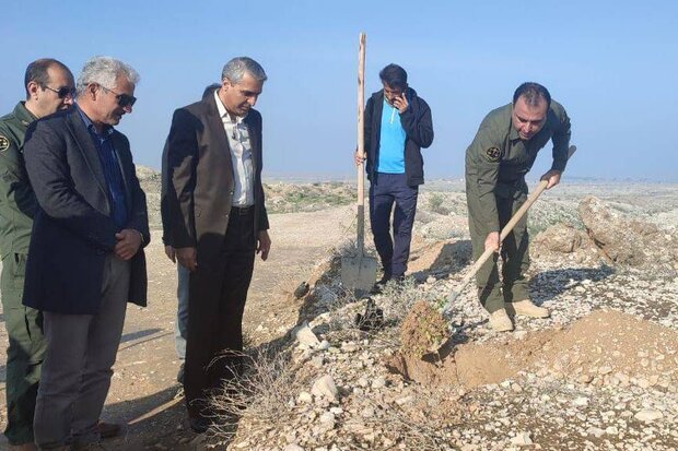 ۴۰۰ اصله درخت بومی در کوه نمک استان بوشهر کاشته شد