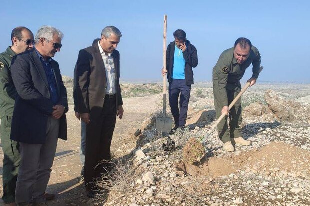 ۴۰۰ اصله درخت بومی در کوه نمک استان بوشهر کاشته شد ۴۰۰ اصله درخت بومی در کوه نمک استان بوشهر کاشته شد