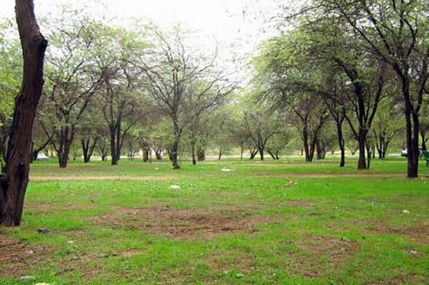 ۹.۸ درصد مساحت استان بوشهر جنگل است/ لزوم تقویت امکانات و نیروها